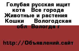 Голубая русская ищит кота - Все города Животные и растения » Кошки   . Вологодская обл.,Вологда г.